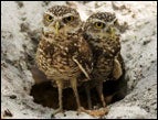 Burrowing owls in 'Hoot' - Photo by New Line Cinema