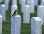 daily Devotion tombstones in a cemetery with a yellow breasted bird perched on a tombstone