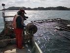 Yoshimasa’s business is back in full swing as he sets these oyster cultivation platforms in the Matsushima Bay.