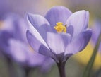 crocus purple flower