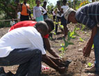 Haitian men planting sapling fruit trees