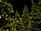 daily Devotion picture of lit christmas trees in a dark night sky
