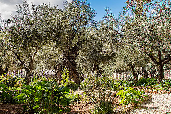 Scripture Comes Alive At The Garden Of Gethsemane Cbn Com