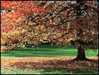 daily Devotion tree in autumn with orange, red and yellow leaves