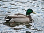 mallard duck swimming
