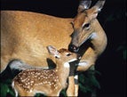 deer doe and fawn