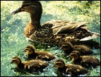 mother duck with ducklings