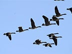 geese migrating